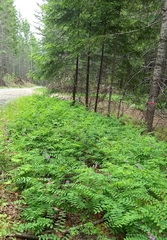 Lathyrus polyphyllus