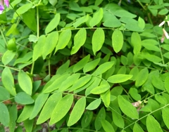 Lathyrus polyphyllus