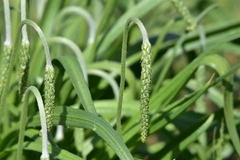 Plantago salsa