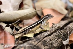 Sceloporus chrysostictus