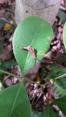 Helicarionidae