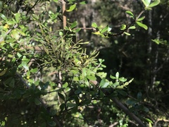 Korthalsella clavata