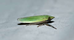 Draeculacephala bradleyi