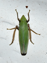 Draeculacephala bradleyi