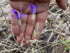 Brodiaea rosea rosea