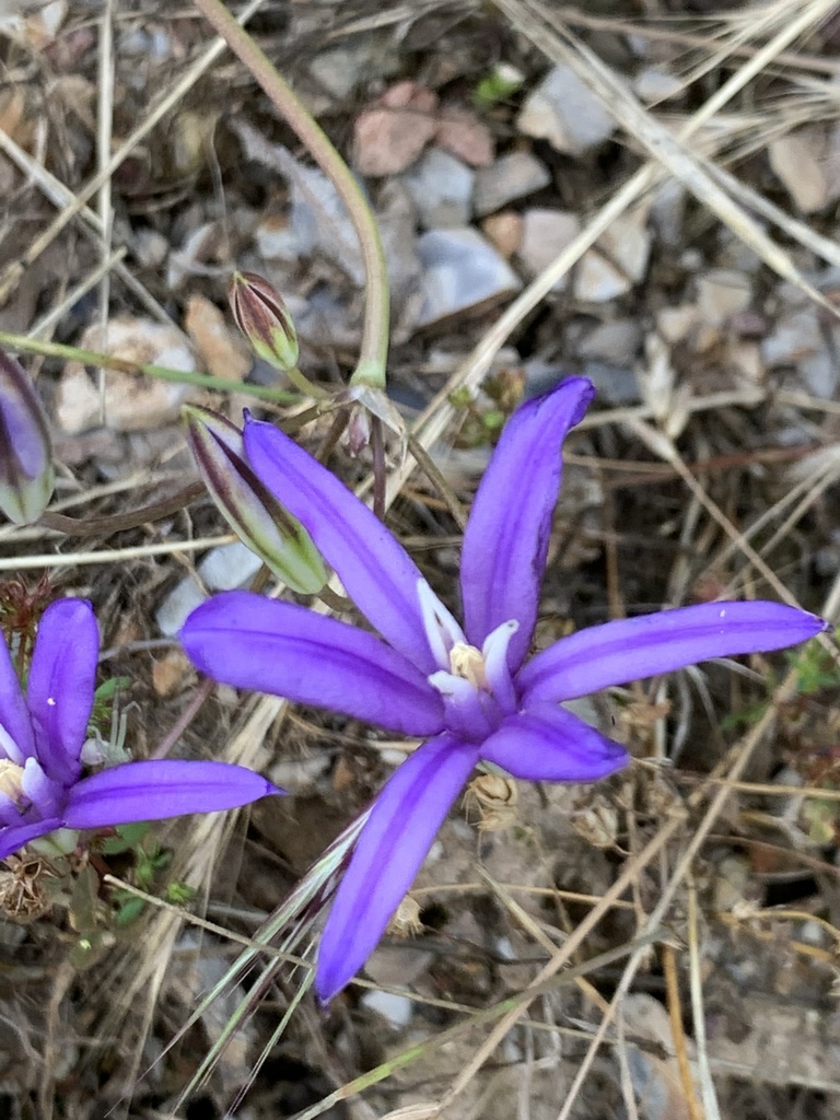 Indian Valley Brodiaea