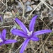 Indian Valley Brodiaea - Photo (c) michael rada, some rights reserved (CC BY-NC-ND), uploaded by michael rada