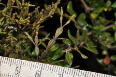 Korthalsella clavata