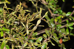 Korthalsella clavata