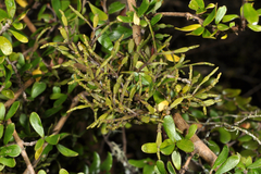 Korthalsella clavata