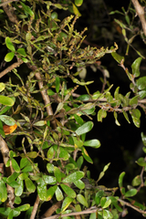 Korthalsella clavata