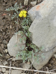 Lomatium cous