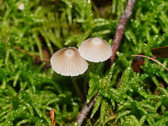 Mycena albidofusca