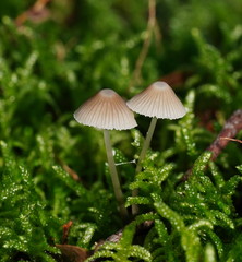 Mycena albidofusca