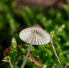 Mycena albidofusca