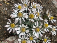 Townsendia florifera