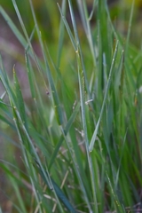 Hordeum brevisubulatum