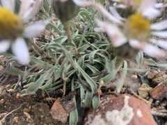 Townsendia florifera