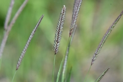 Hordeum brevisubulatum