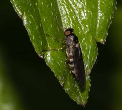 Chiromyzinae