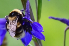 Bombus subterraneus