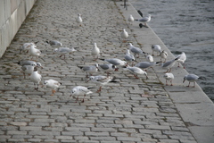 Chroicocephalus ridibundus