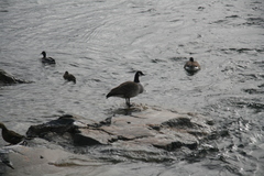 Branta canadensis