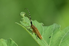 Agapanthia villosoviridescens