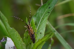 Agapanthia villosoviridescens