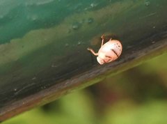 Hemisphaerius signifer