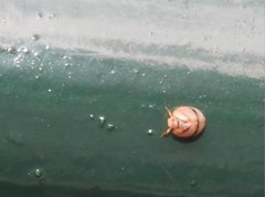 Hemisphaerius signifer
