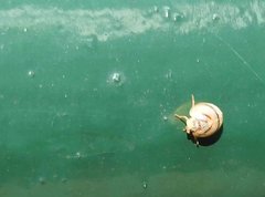 Hemisphaerius signifer
