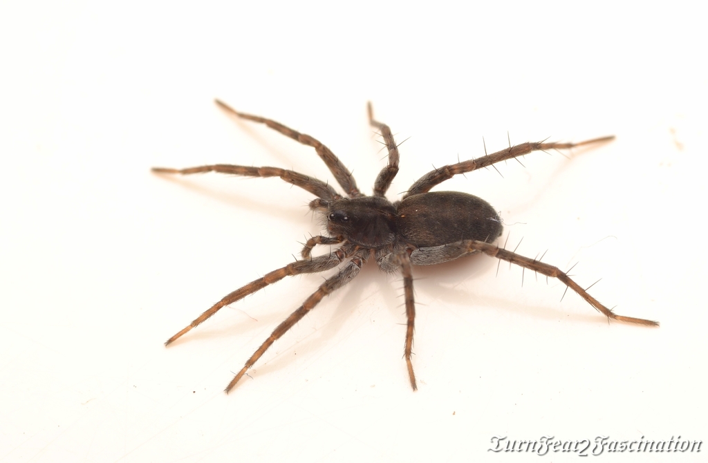 Saltmarsh Wolf Spider