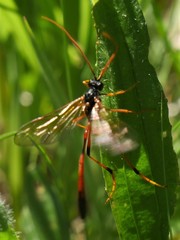 Therion circumflexum