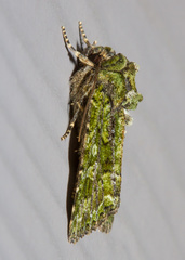 Viridiseptis marina