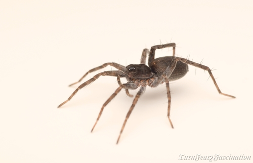 Pin-Stripe Wolf Spider Complex