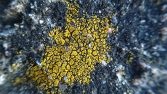 Candelariella coralliza