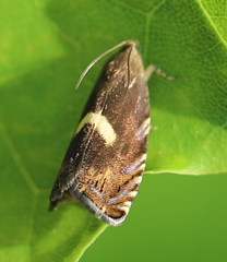 Cydia inquinatana