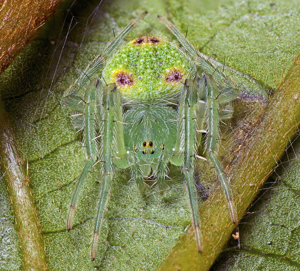 Speckled Orbweaver
