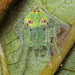 Araneus circulissparsus - Photo (c) tjeales, alguns direitos reservados (CC BY-SA), uploaded by tjeales