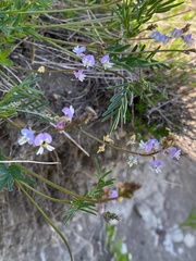 Astragalus austriacus