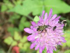 Closterotomus cinctipes