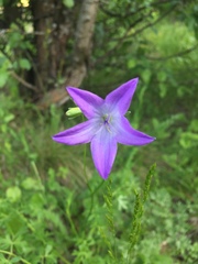 Campanula stevenii