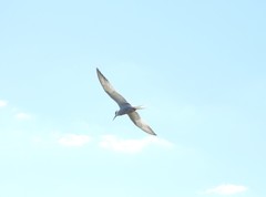 Sterna hirundo