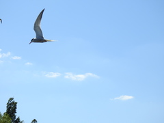 Sterna hirundo