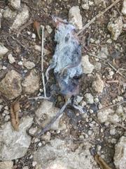 Crocidura suaveolens