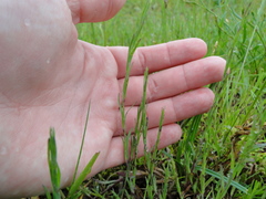 Dianthus deltoides