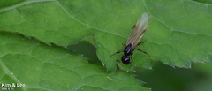 Camponotus kiusiuensis