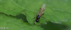 Camponotus kiusiuensis