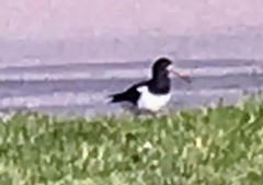 Haematopus ostralegus